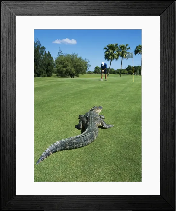 Framed Print : American Alligator - on golf course Framed Print : American Alligator - on golf course