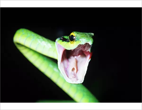 Parrot Snake Costa Rica