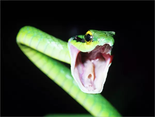 Parrot Snake Costa Rica