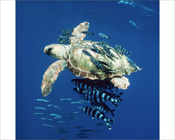 Loggerhead Turtle - Juvenile with pilot fish