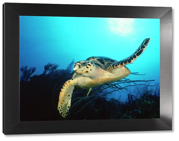 Hawksbill Turtle - front-view one flipper up Bahamas, Caribbean