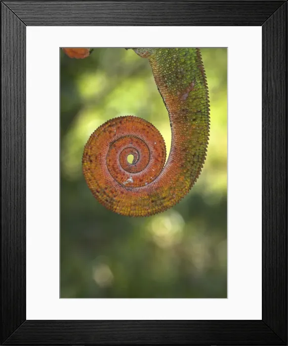 Framed Print : Tail of Panther Chameleon, North west Madagascar Framed Print : Tail of Panther Chameleon, North west Madagascar