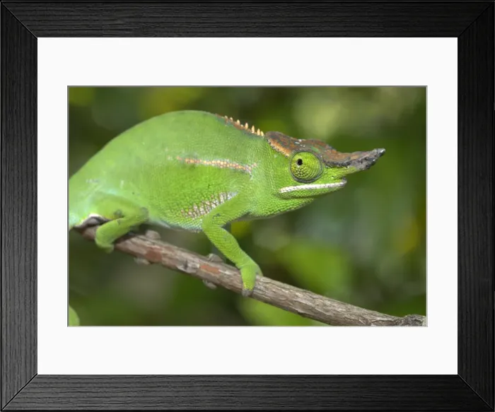 Framed Print : Male Chameleon. On branch. Madagascar Framed Print : Male Chameleon. On branch. Madagascar