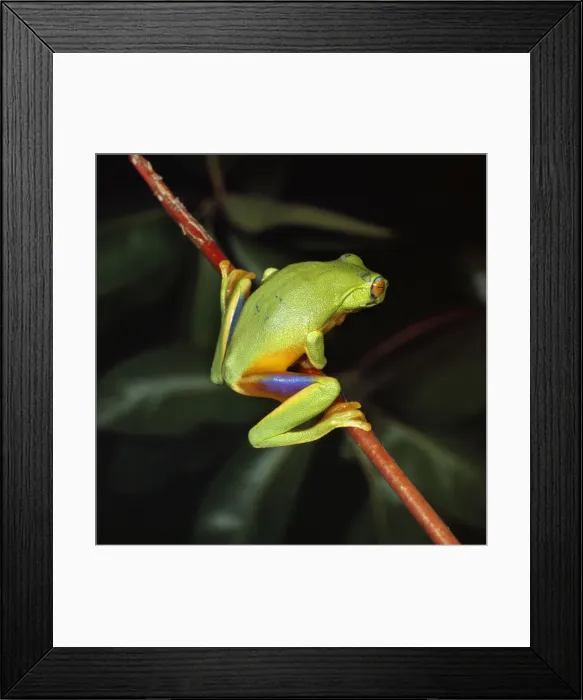 Framed Print : Red-eyed Treefrog Framed Print : Red-eyed Treefrog