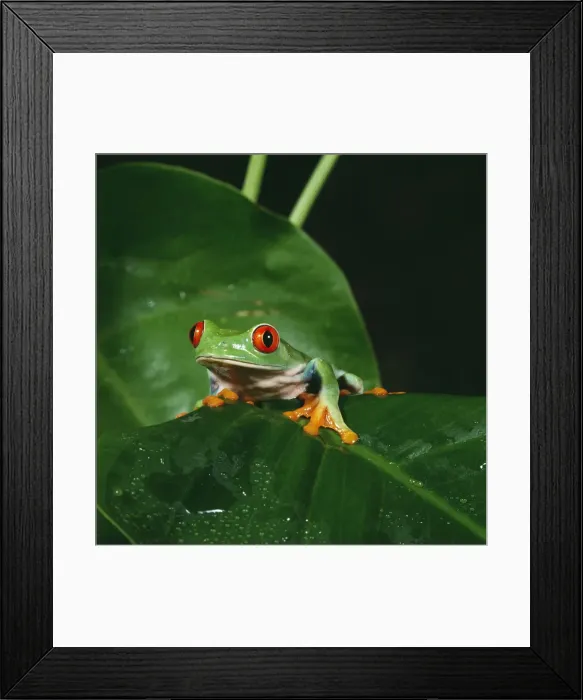 Framed Print : Red-eyed Tree Frog Panama Framed Print : Red-eyed Tree Frog Panama