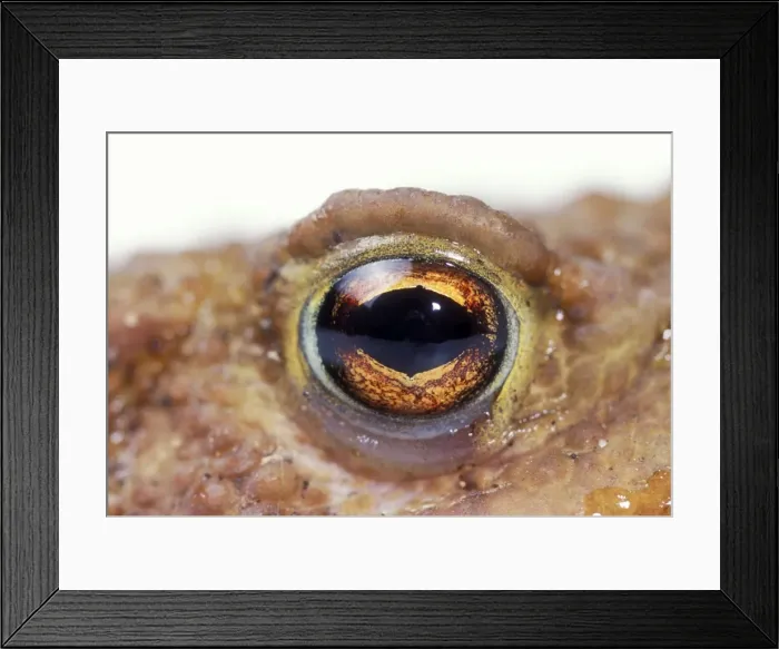 Framed Print : Common Toad Eye Framed Print : Common Toad Eye