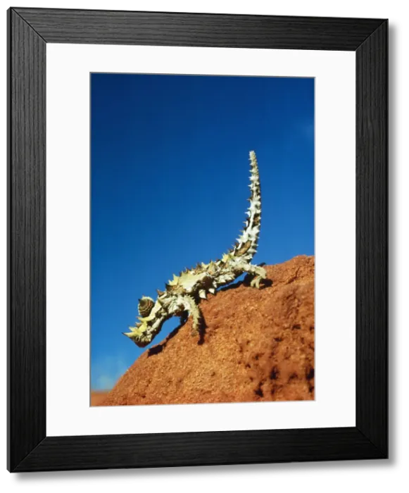 Framed Print : Thorny Devil Australia Framed Print : Thorny Devil Australia