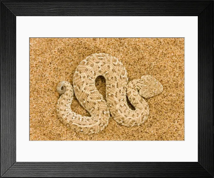 Framed Print : Peringuey's Adder Full body portrait of a baby adder on dune sand Namib Dunes, Namibia, Africa Framed Print : Peringuey's Adder Full body portrait of a baby adder on dune sand Namib Dunes, Namibia, Africa