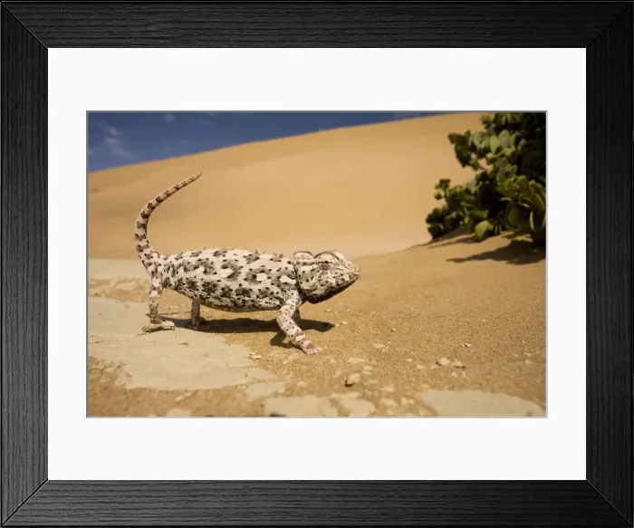 Framed Print : Namaqua Chameleon-Side profile during threat display-Pink Phase Dunes-Swakopmund-Namib Desert-Namibia-Africa Framed Print : Namaqua Chameleon-Side profile during threat display-Pink Phase Dunes-Swakopmund-Namib Desert-Namibia-Africa
