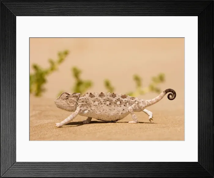 Framed Print : Namaqua Chameleon looking for prey. Namib desert, Namibia, Africa Framed Print : Namaqua Chameleon looking for prey. Namib desert, Namibia, Africa