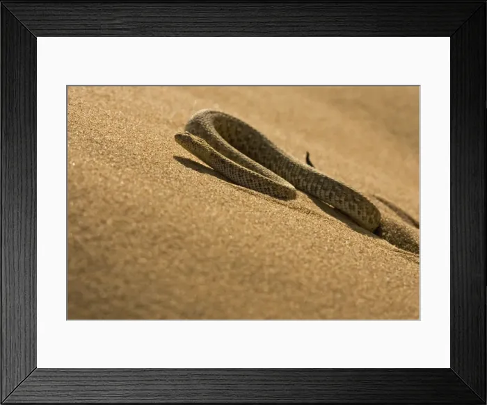 Framed Print : Peringuey's Adder Sidewinding up a dune in the Namib Desert Namib Desert, Namibia, Africa