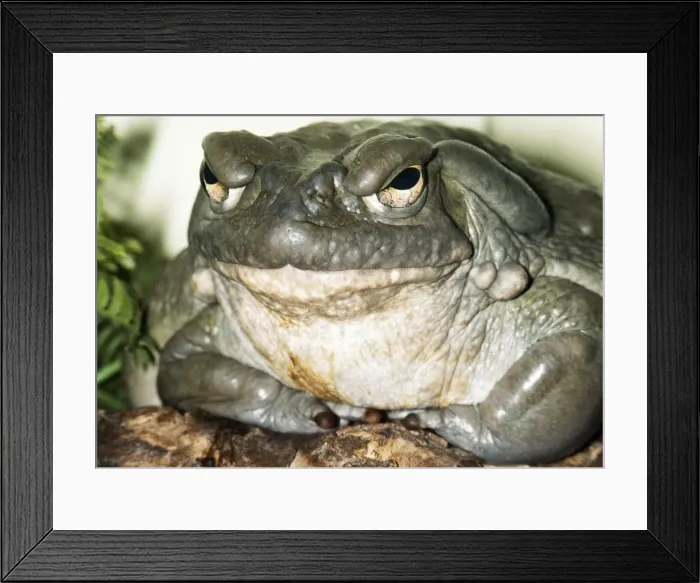 Framed Print : Colorado River Toad USA Framed Print : Colorado River Toad USA
