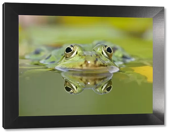 Edible frog front portrait of frog in water with reflection Baden-Wuerttemberg, Germany