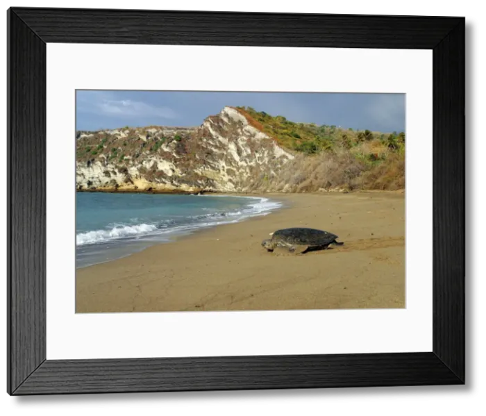 Framed Print : tortue verte Framed Print : tortue verte