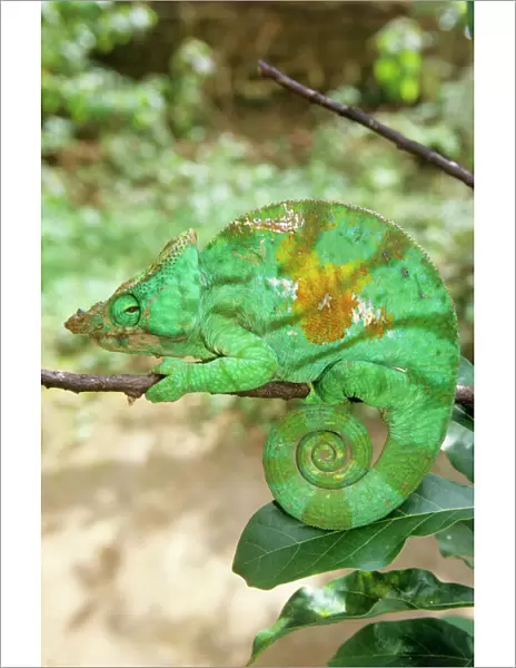 Chameleon Madagascar