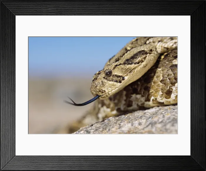 Framed Print : Puff Adder Framed Print : Puff Adder