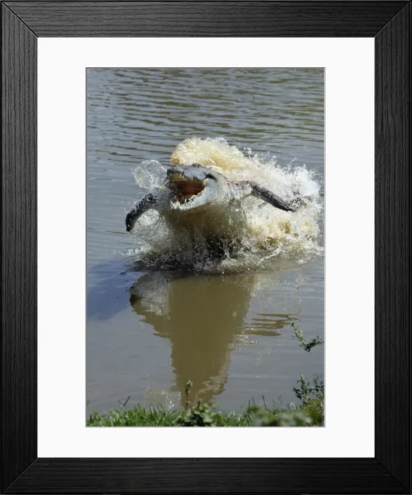 Framed Print : Orinoco Crocodile - female lunging out of water to protect nest in bank Hato El Frio, Venezuela Framed Print : Orinoco Crocodile - female lunging out of water to protect nest in bank Hato El Frio, Venezuela
