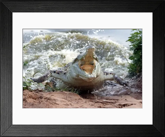 Framed Print : Orinoco Crocodile - female lunging out of water to protect nest in bank Hato El Frio, Venezuela Framed Print : Orinoco Crocodile - female lunging out of water to protect nest in bank Hato El Frio, Venezuela