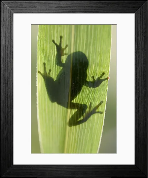 Framed Print : Tree Frog. WAT-8878. TREEFROG - silhouette through leaf
