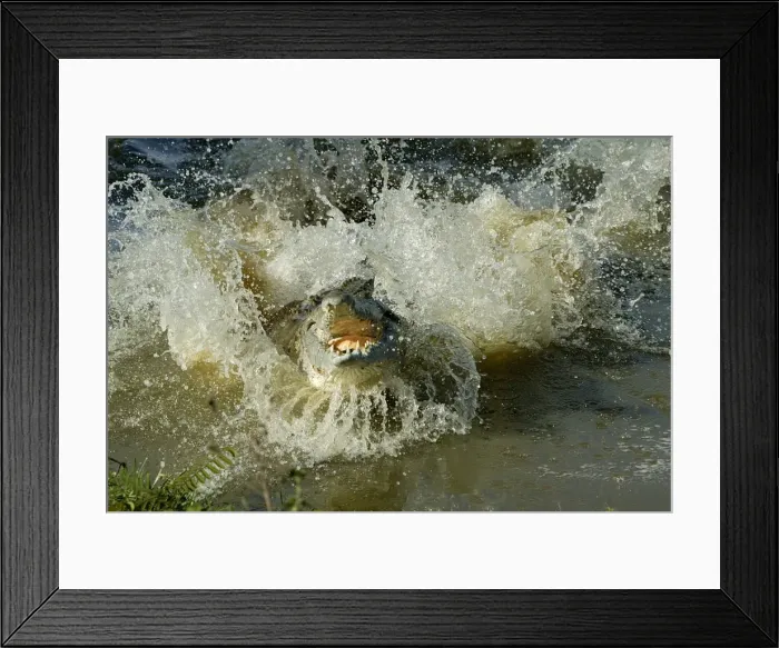 Framed Print : Orinoco crocodile