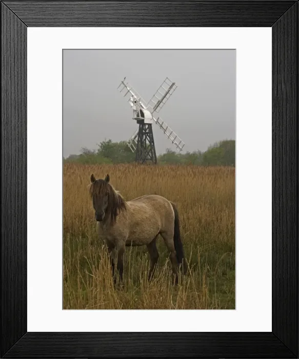 Framed Print : Konik Pony- With windmill in background. Norfolk Broads National Park-Norfolk-England- Breed originated in ancient lowland farm areas in Poland- Konik means small horse in Polish-Direct descendant of the wild European forest horse or Tarpan that Framed Print : Konik Pony- With windmill in background. Norfolk Broads National Park-Norfolk-England- Breed originated in ancient lowland farm areas in Poland- Konik means small horse in Polish-Direct descendant of the wild European forest horse or Tarpan that
