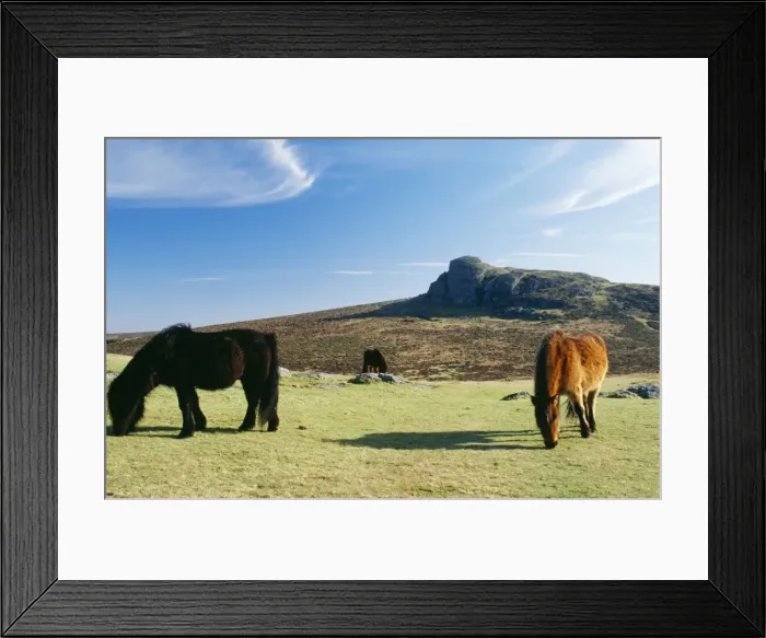 Framed Print : Dartmoor Ponies With Haytor in background Framed Print : Dartmoor Ponies With Haytor in background