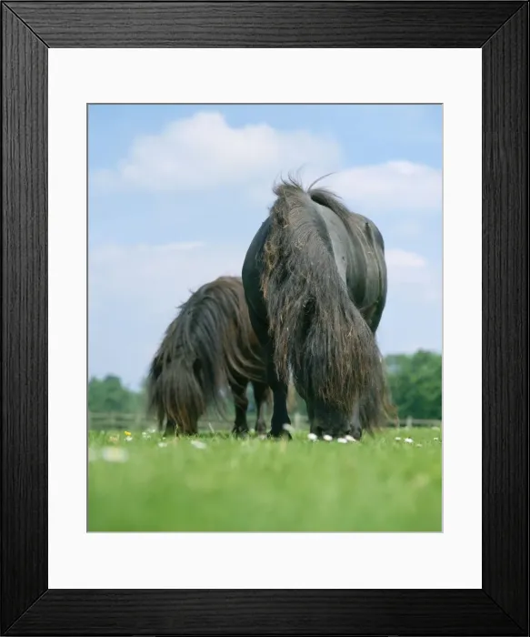 Framed Print : Horse - Shetland Pony - Feeding in field Framed Print : Horse - Shetland Pony - Feeding in field