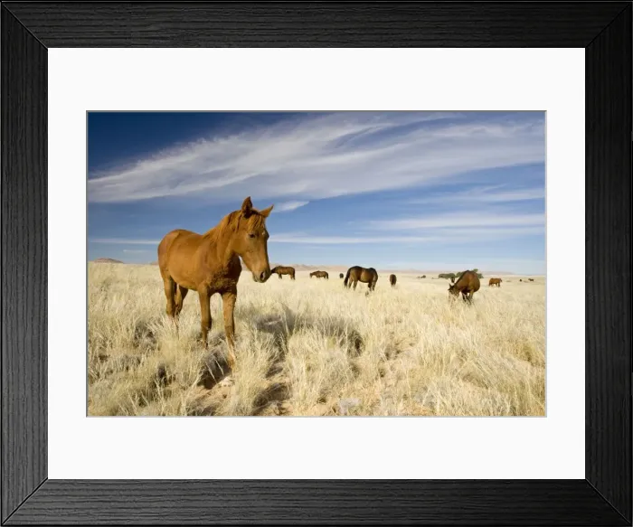 Framed Print : Feral  /  Wild Desert Horse - Feeding on grass in the desert. Garub, Namib Desert, Namibia, Africa
