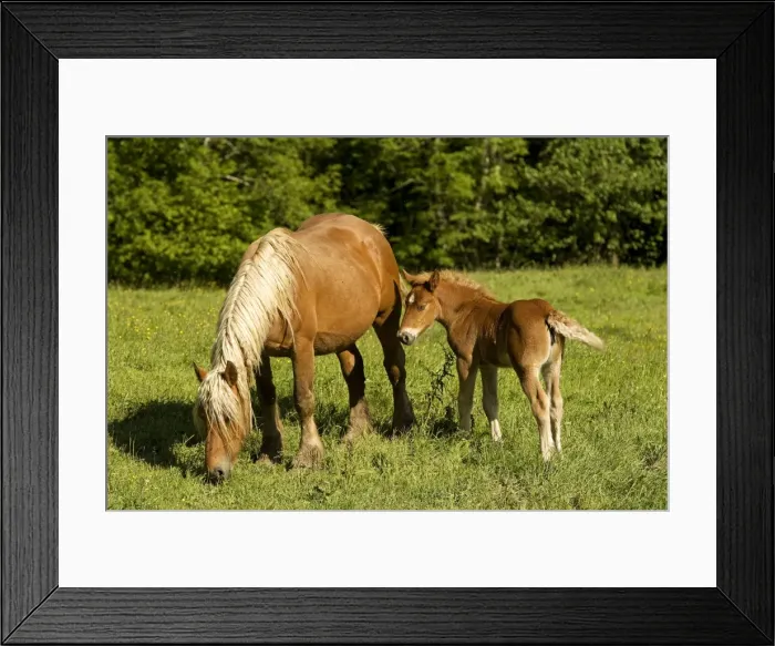 Framed Print : Light draught horse - with foal Framed Print : Light draught horse - with foal