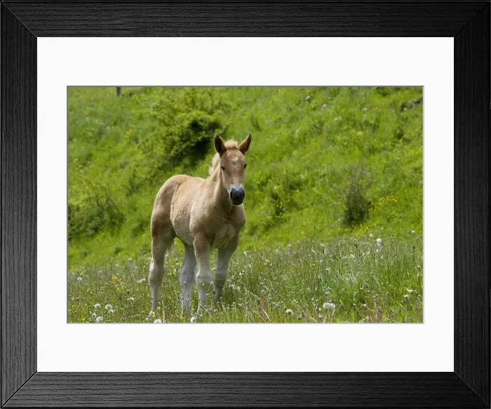 Framed Print : Light draught horse - foal Framed Print : Light draught horse - foal