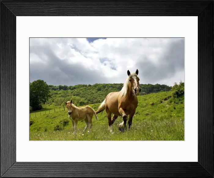 Framed Print : Light draught horse - with foal Framed Print : Light draught horse - with foal