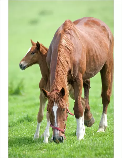 Horse - with foal grazing in field