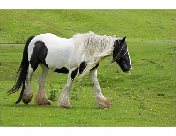 Black and white piebald horse trotting North Yorkshire Moors UK
