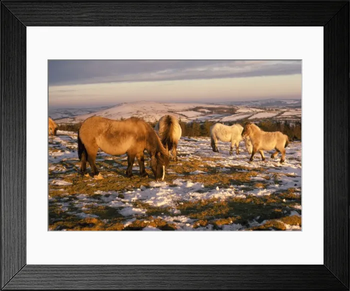 Framed Print : Dartmoor Ponies Framed Print : Dartmoor Ponies