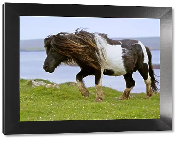Piebald Shetland Pony - magnificent leading stud of wild pony herd Yell, Shetland Isles, Scotland, UK