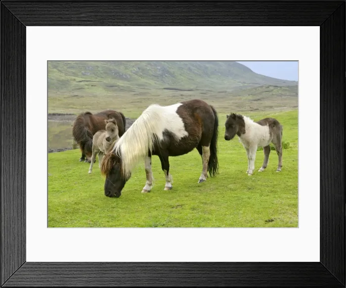 Framed Print : Piebald Shetland Pony - herd with mares and foals on pasture Central Mainland, Shetland Isles, Scotland, UK Framed Print : Piebald Shetland Pony - herd with mares and foals on pasture Central Mainland, Shetland Isles, Scotland, UK