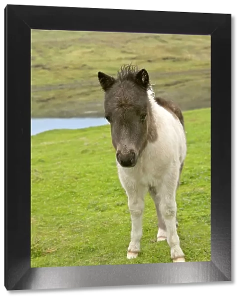 Piebald Shetland Pony - front view of cute foal Central Mainland, Shetland Isles, Scotland, UK