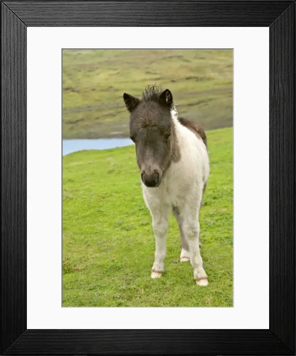 Framed Print : Piebald Shetland Pony - front view of cute foal Central Mainland, Shetland Isles, Scotland, UK Framed Print : Piebald Shetland Pony - front view of cute foal Central Mainland, Shetland Isles, Scotland, UK