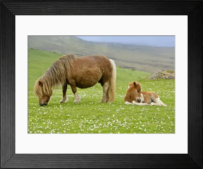 Framed Print : Skewbald Shetland Pony mare grazing and foal resting on pasture Central Mainland, Shetland Isles, Scotland, UK Framed Print : Skewbald Shetland Pony mare grazing and foal resting on pasture Central Mainland, Shetland Isles, Scotland, UK