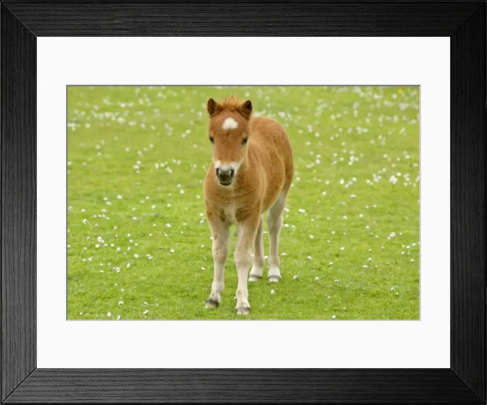 Framed Print : Skewbald Shetland Pony standing on blooming pasture looking into camera Central Mainland, Shetland Isles, Scotland, UK Framed Print : Skewbald Shetland Pony standing on blooming pasture looking into camera Central Mainland, Shetland Isles, Scotland, UK