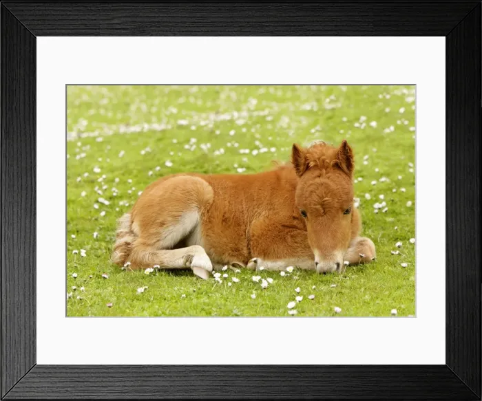 Framed Print : Skewbald Shetland Pony - resting foal on pasture Central Mainland, Shetland Isles, Scotland, UK Framed Print : Skewbald Shetland Pony - resting foal on pasture Central Mainland, Shetland Isles, Scotland, UK