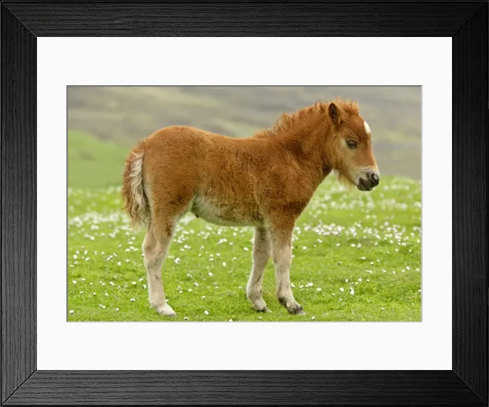 Framed Print : Skewbald Shetland Pony foal standing amidst blooming pasture Central Mainland, Shetland Isles, Scotland, UK Framed Print : Skewbald Shetland Pony foal standing amidst blooming pasture Central Mainland, Shetland Isles, Scotland, UK