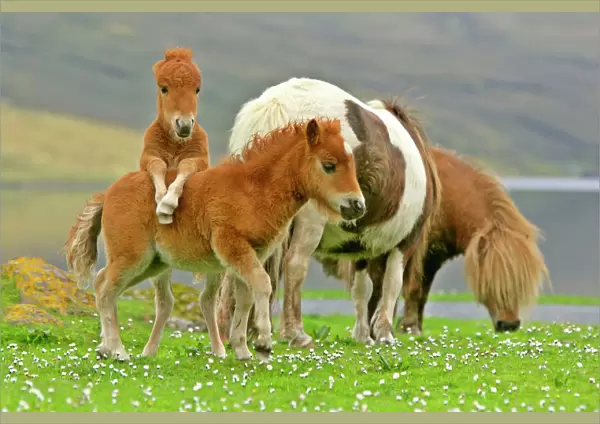 Skewbald Shetland Pony funny foals on pasture Central Mainland, Shetland Isles, Scotland, UK