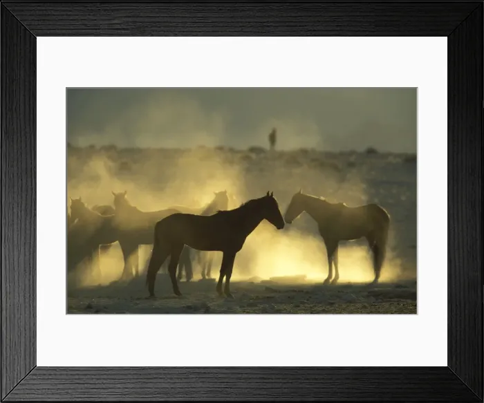 Framed Print : Namib Desert Horse - Feral descendants of horses which probably were left behind by German troops in the early 1900; holding out at a bitterly cold winter morning. Garub plains west of the village of Aus, Namib-Naukluft Park, Namibia Framed Print : Namib Desert Horse - Feral descendants of horses which probably were left behind by German troops in the early 1900; holding out at a bitterly cold winter morning. Garub plains west of the village of Aus, Namib-Naukluft Park, Namibia