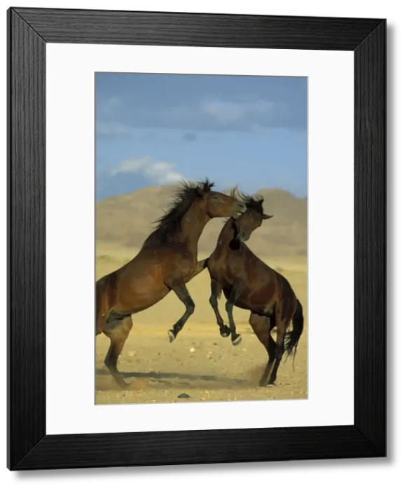 Framed Print : Namib Desert Horse - Feral descendants of horses which probably were left behind by German troops in the early 1900; fighting stallions. Garub plains west of the village of Aus, Namib-Naukluft Park, Namibia Framed Print : Namib Desert Horse - Feral descendants of horses which probably were left behind by German troops in the early 1900; fighting stallions. Garub plains west of the village of Aus, Namib-Naukluft Park, Namibia
