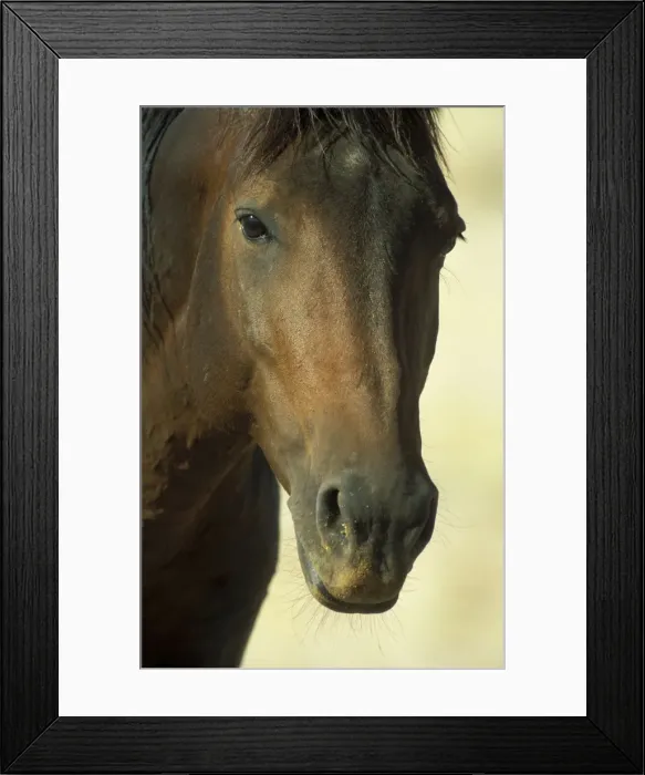 Framed Print : Namib Desert Horse - Feral descendants of horses which probably were left behind by German troops in the early 1900; stallion. Garub plains west of the village of Aus, Namib-Naukluft Park, Namibia Framed Print : Namib Desert Horse - Feral descendants of horses which probably were left behind by German troops in the early 1900; stallion. Garub plains west of the village of Aus, Namib-Naukluft Park, Namibia