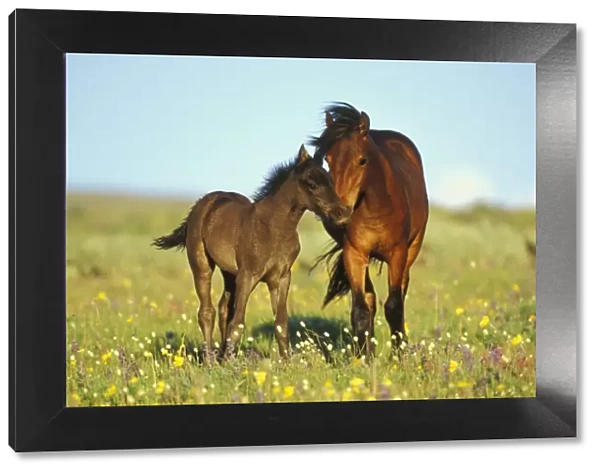 Young adolescent wild horse checks out this years colt in meadow of wildflowers. Western U. S. summer. WH426
