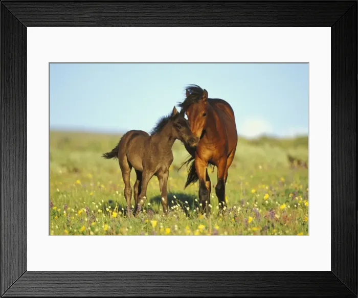Framed Print : Young adolescent wild horse checks out this years colt in meadow of wildflowers. Western U. S. summer. WH426