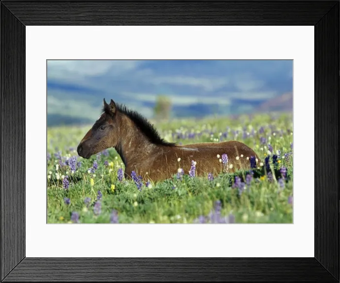 Framed Print : Wild Horse - colt rests among lupine and bistort wildflowers. Summer. Montana USA WH199 Framed Print : Wild Horse - colt rests among lupine and bistort wildflowers. Summer. Montana USA WH199