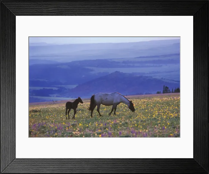 Framed Print : Wild Horse - Mare with young colt feed among field of wildflowers, Summer Western USA WH410 Framed Print : Wild Horse - Mare with young colt feed among field of wildflowers, Summer Western USA WH410